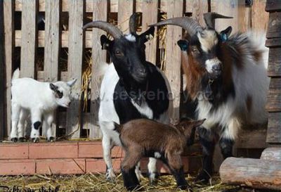 Penzion Farma Žleby