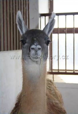 Penzion Farma Žleby