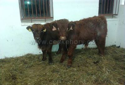 Penzion Farma Žleby