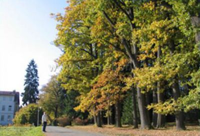 Penzion U lázní Velké Losiny