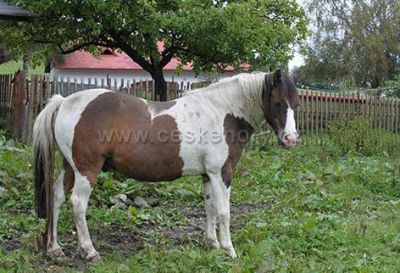 Penzion U Matějů