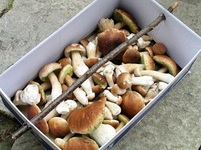 Chata pod Javořicí