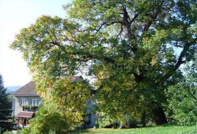 Penzion Pod ořechem