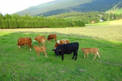 Horský apartmán Ramzová