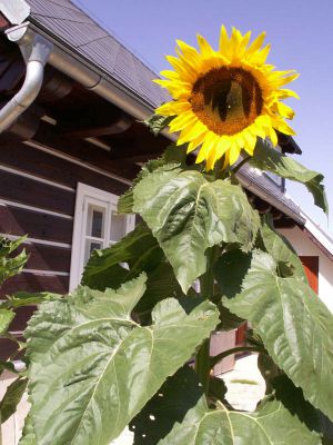 Roubená chalupa v Krkonoších