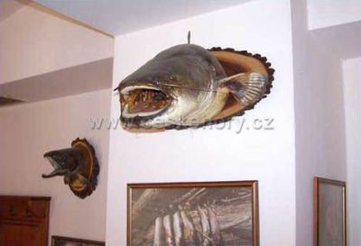 Penzion Borovnice - Rybářská hospůdka