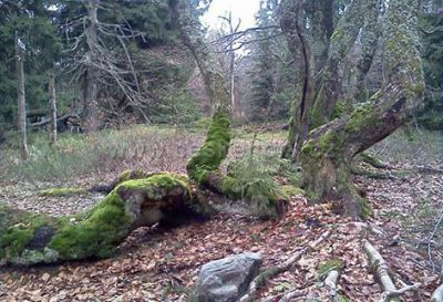 Rýchorská bouda (Rýchorský bukový prales)