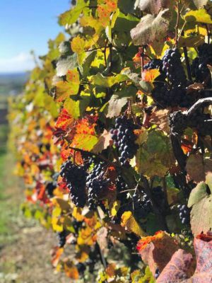 Penzion Sklep Mičulka