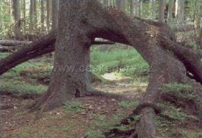 Horská chata - Penzion Střecha