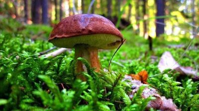 Ubytování U Hřiště Tisá