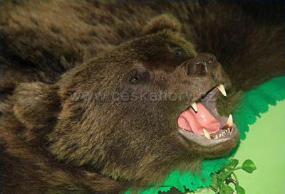 Penzion a restaurace U medvěda