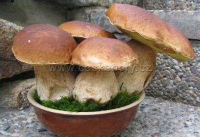 Penzion U Studeného potoka