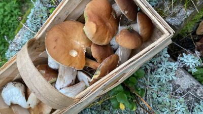 Chata u Tří smrků