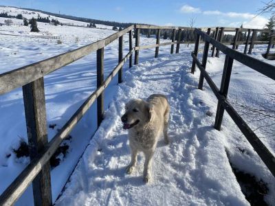 Chata u Tří smrků