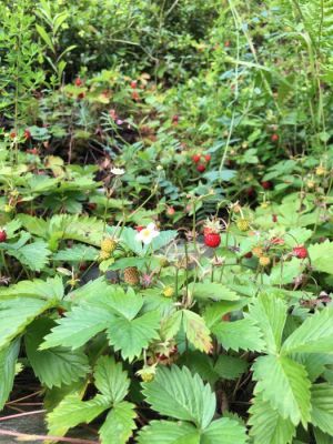 Pohádkový srub u Zeda