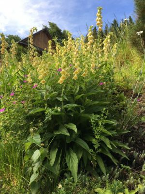 Pohádkový srub u Zeda