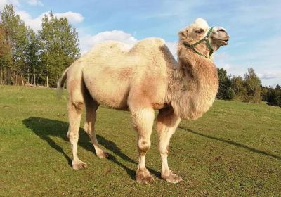 Vila Vilekula - penzion Hrabětice, Janov nad Nisou