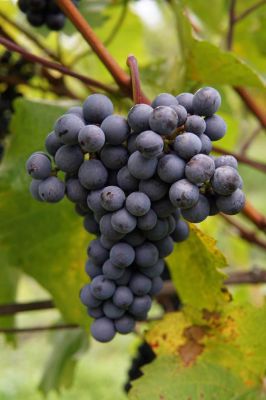 Pension U Obecní Šatlavy