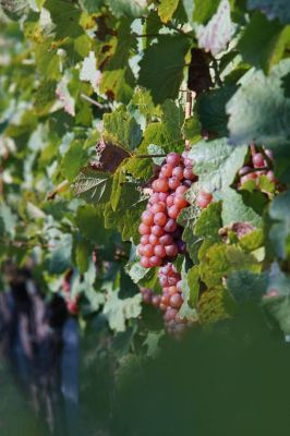 Pension U Obecní Šatlavy