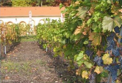 Vinařské a kulturní centrum Sádek