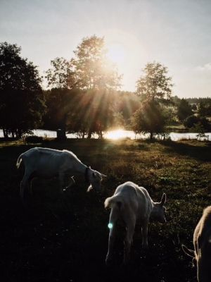 Farma u Vojtků v Křižánkách