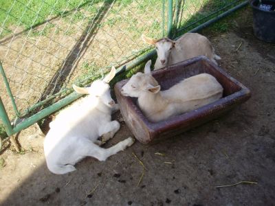 Farma u Vojtků v Křižánkách