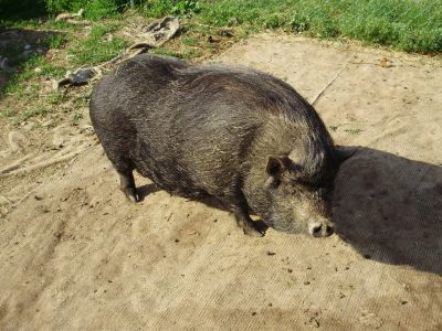 Farma u Vojtků v Křižánkách