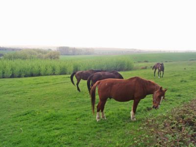 Rekreační dům v zahradě v Paní hájích