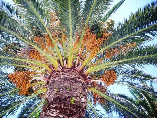 Datlová palma