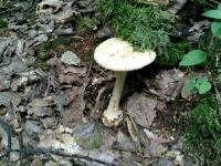 srpnové houby z oblasti Cvilína nad Krnovem