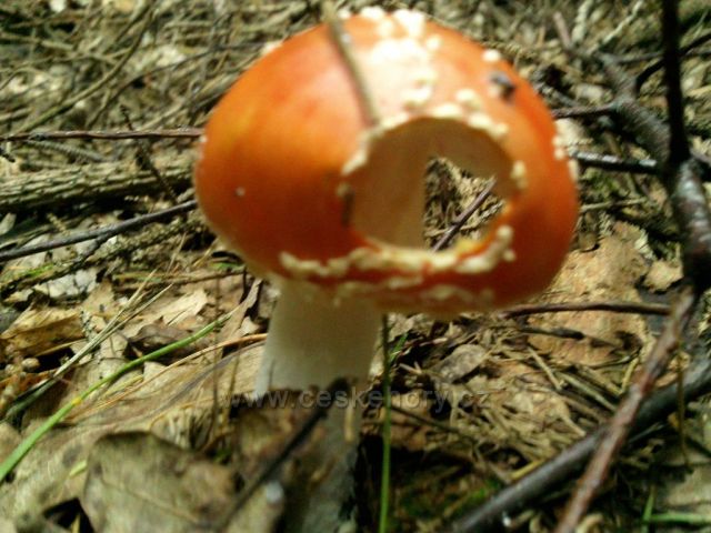 srpnové houby z Cvilína nad Krnovem