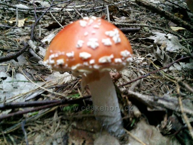 srpnové houby z Cvilína nad Krnovem