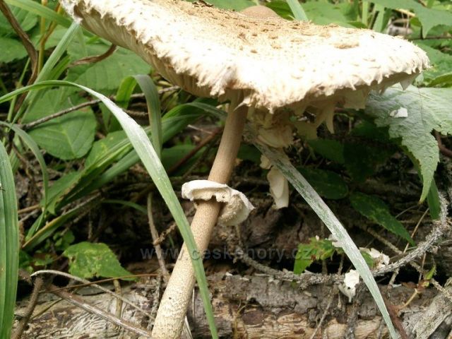 srpnové houby z Cvilína nad Krnovem