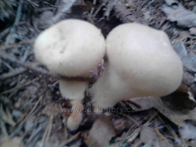 srpnové houby z Cvilína nad Krnovem