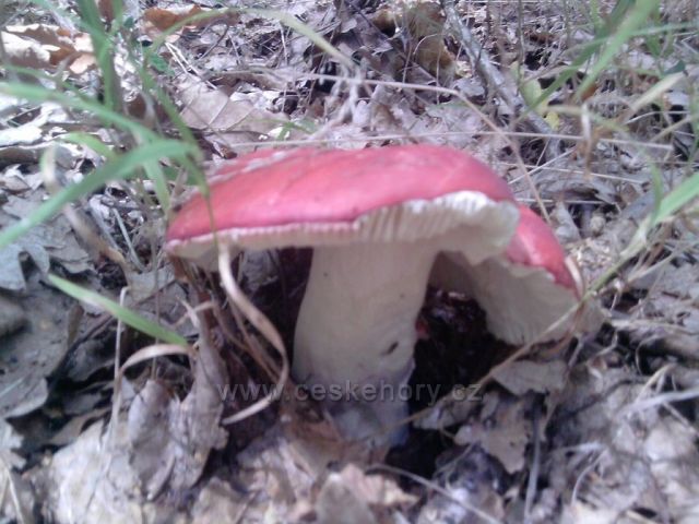 srpnové houby z Cvilína nad Krnovem