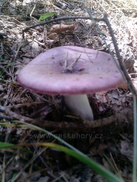 srpnové houby z Cvilína nad Krnovem