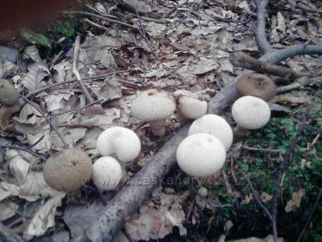 srpnové houby z Cvilína nad Krnovem