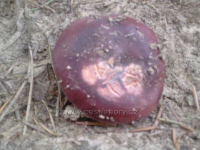srpnové houby z Cvilína nad Krnovem