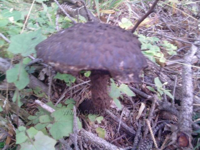 srpnové houby z Cvilína nad Krnovem