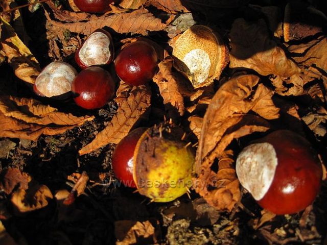 kaštánky :-)