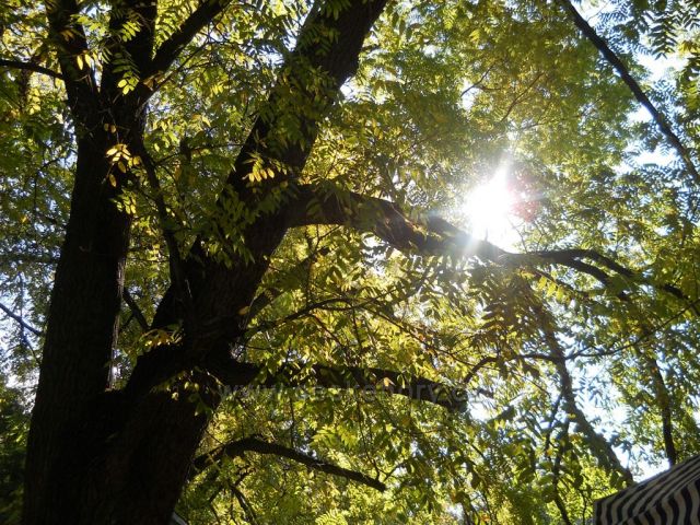 Zvedavé slnko - Smetanove Sady, Olomouc