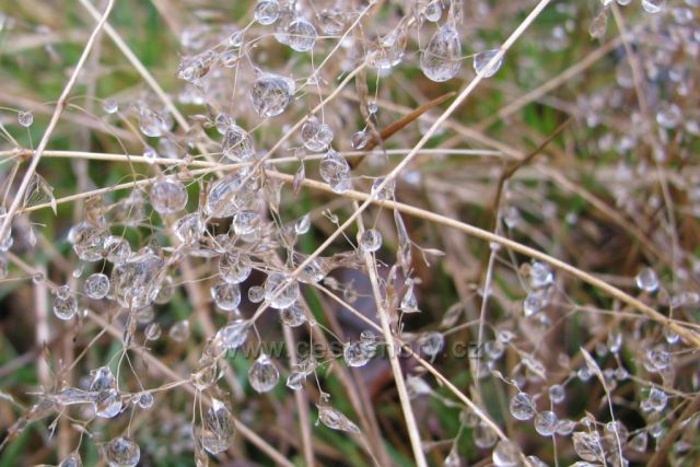 Kapky cestou z Ještědu