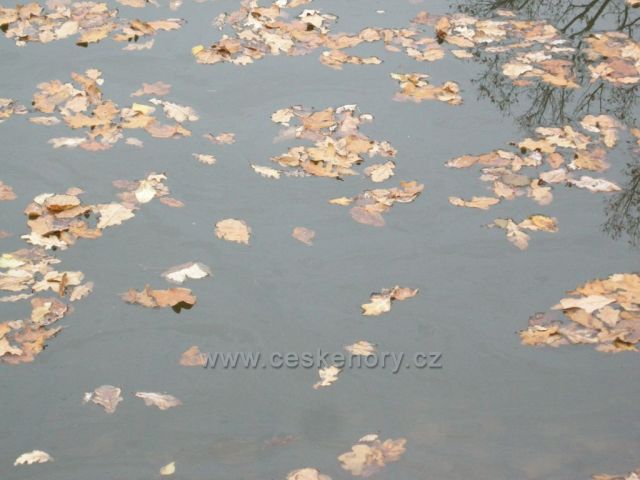 Listí na rybníku