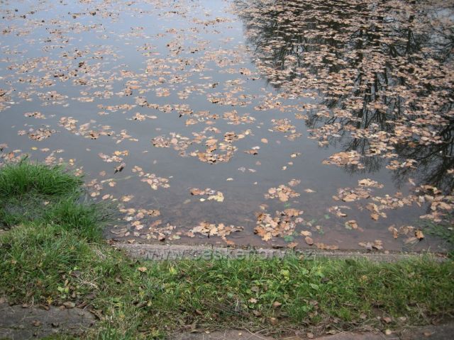 rybník se spadaným listím
