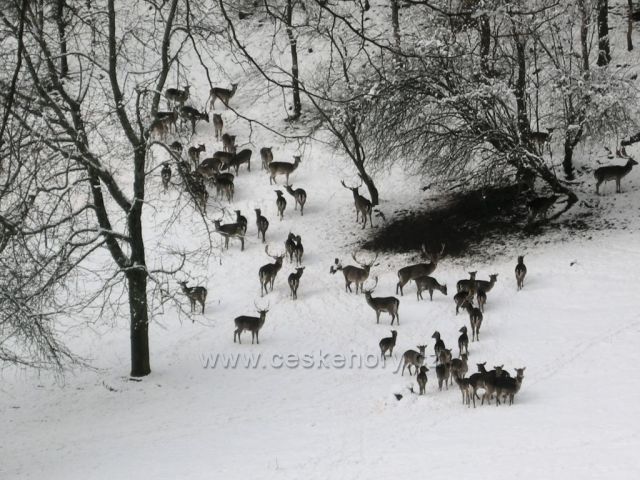 Zima v oboře