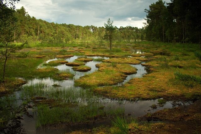 Swamp u Máchova jezera