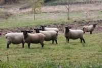 Valašské ovečky