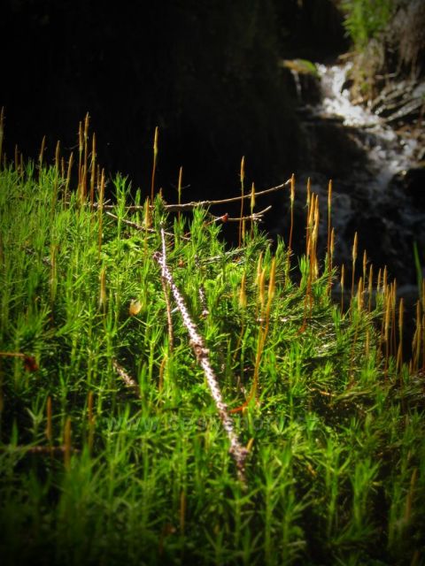 Bukačka v Orlických horách