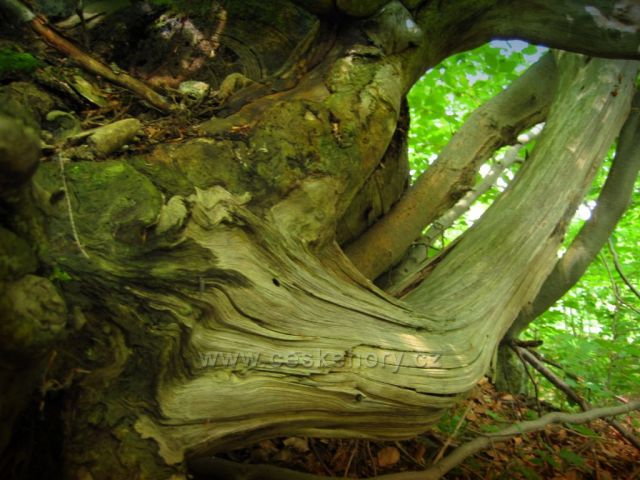 příroda na Klečkově