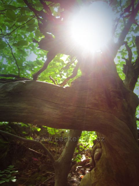 příroda na zřícenině